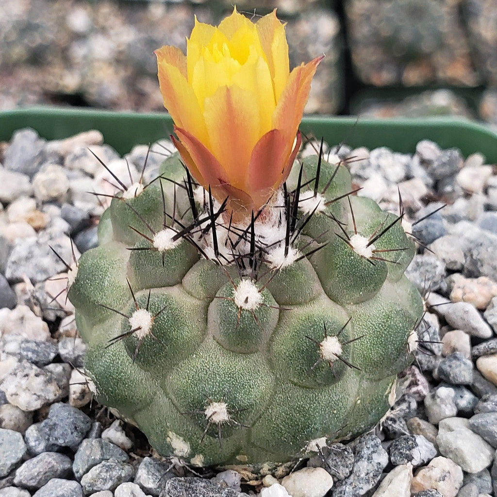 Copiapoa Humilis