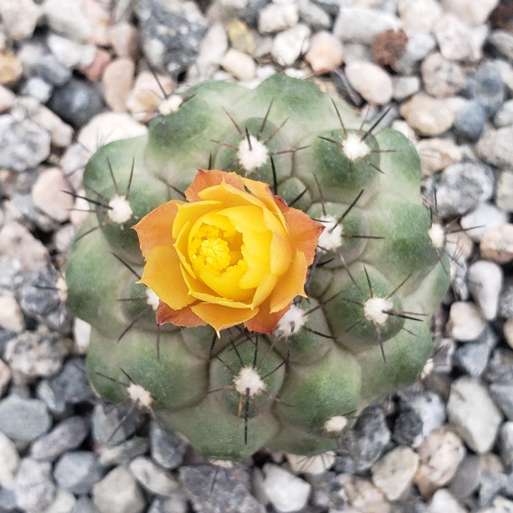 Copiapoa Humilis