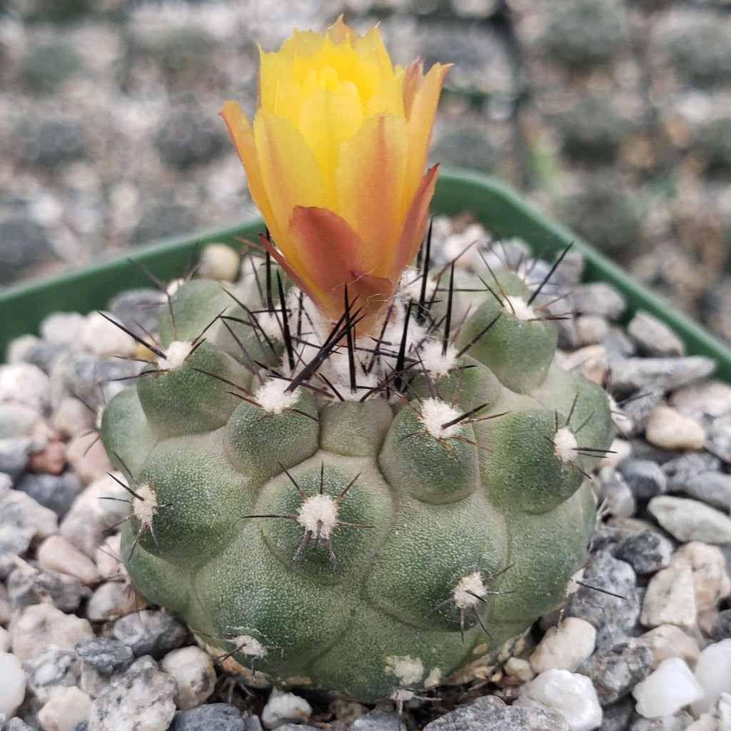 Copiapoa Humilis