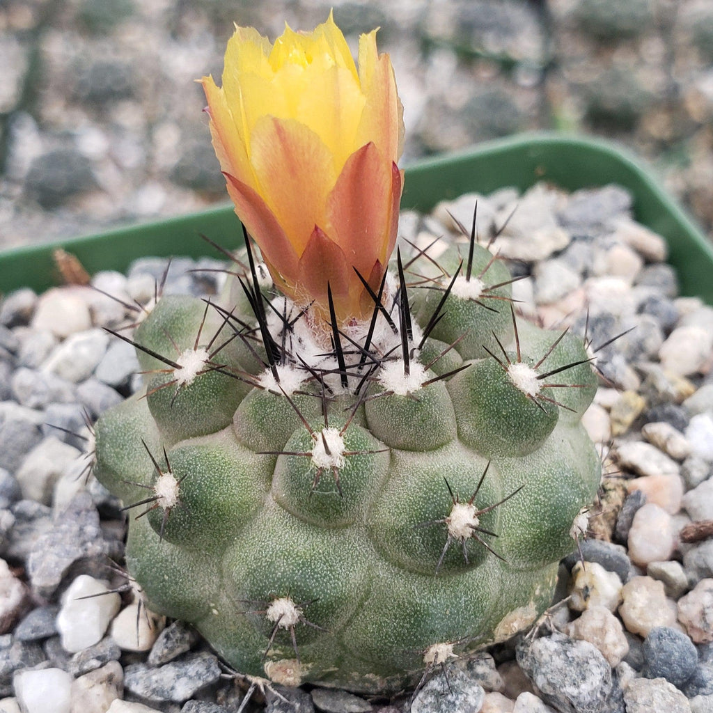 Copiapoa Humilis