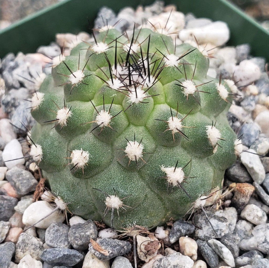 Copiapoa Humilis