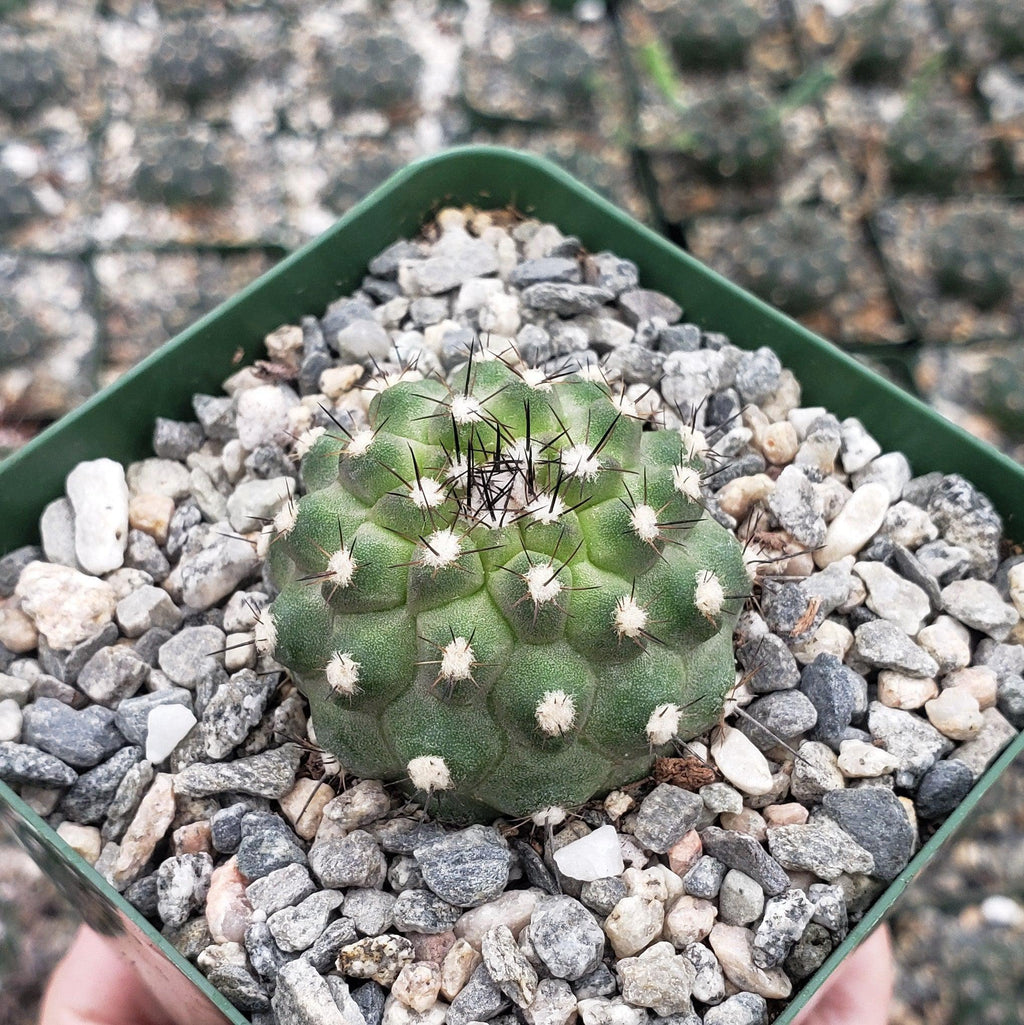 Copiapoa Humilis