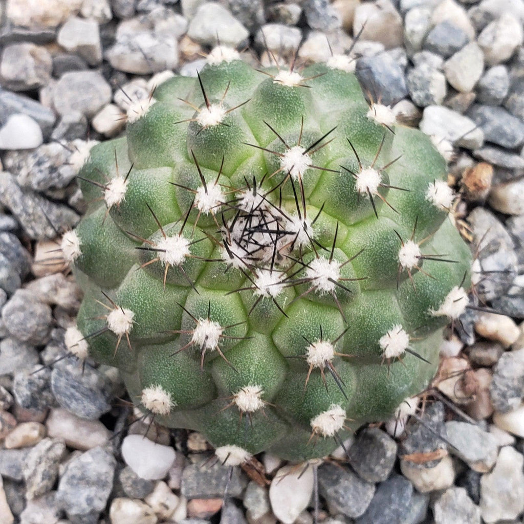 Copiapoa Humilis