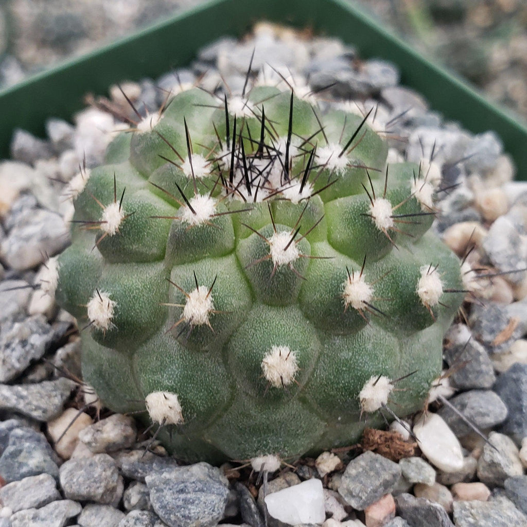Copiapoa Humilis