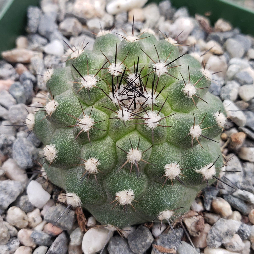Copiapoa Humilis