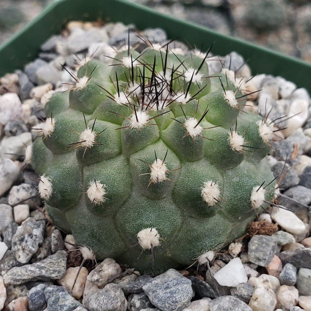 Copiapoa Humilis