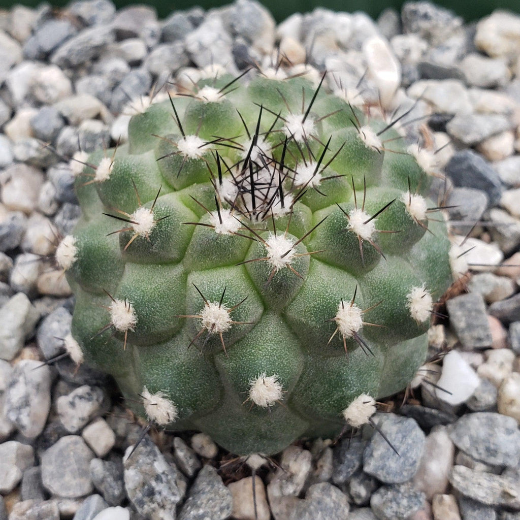 Copiapoa Humilis