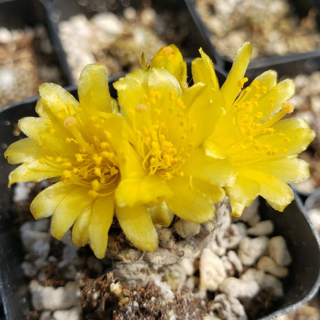 Copiapoa Laui