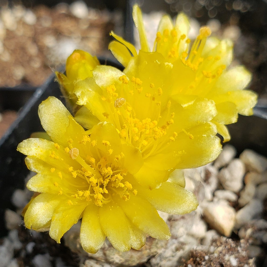 Copiapoa Laui