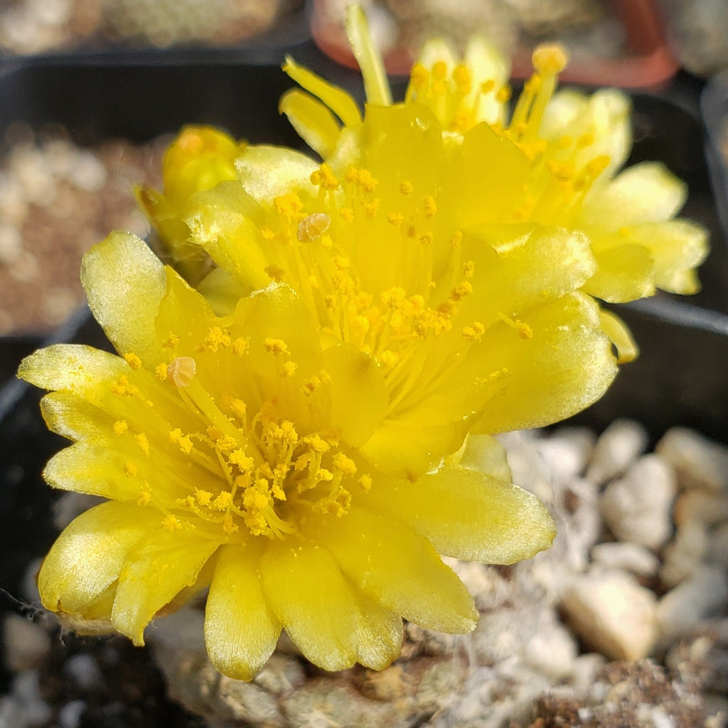Copiapoa Laui