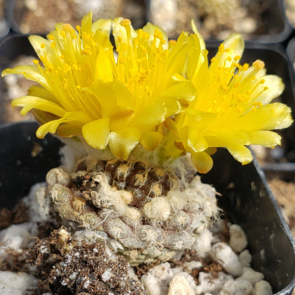 Copiapoa Laui