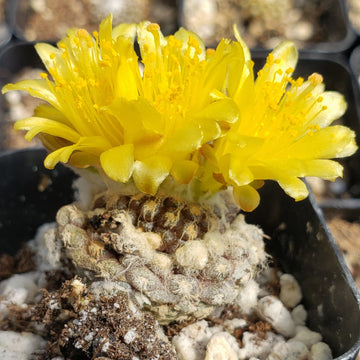 Copiapoa Laui – Planet Desert