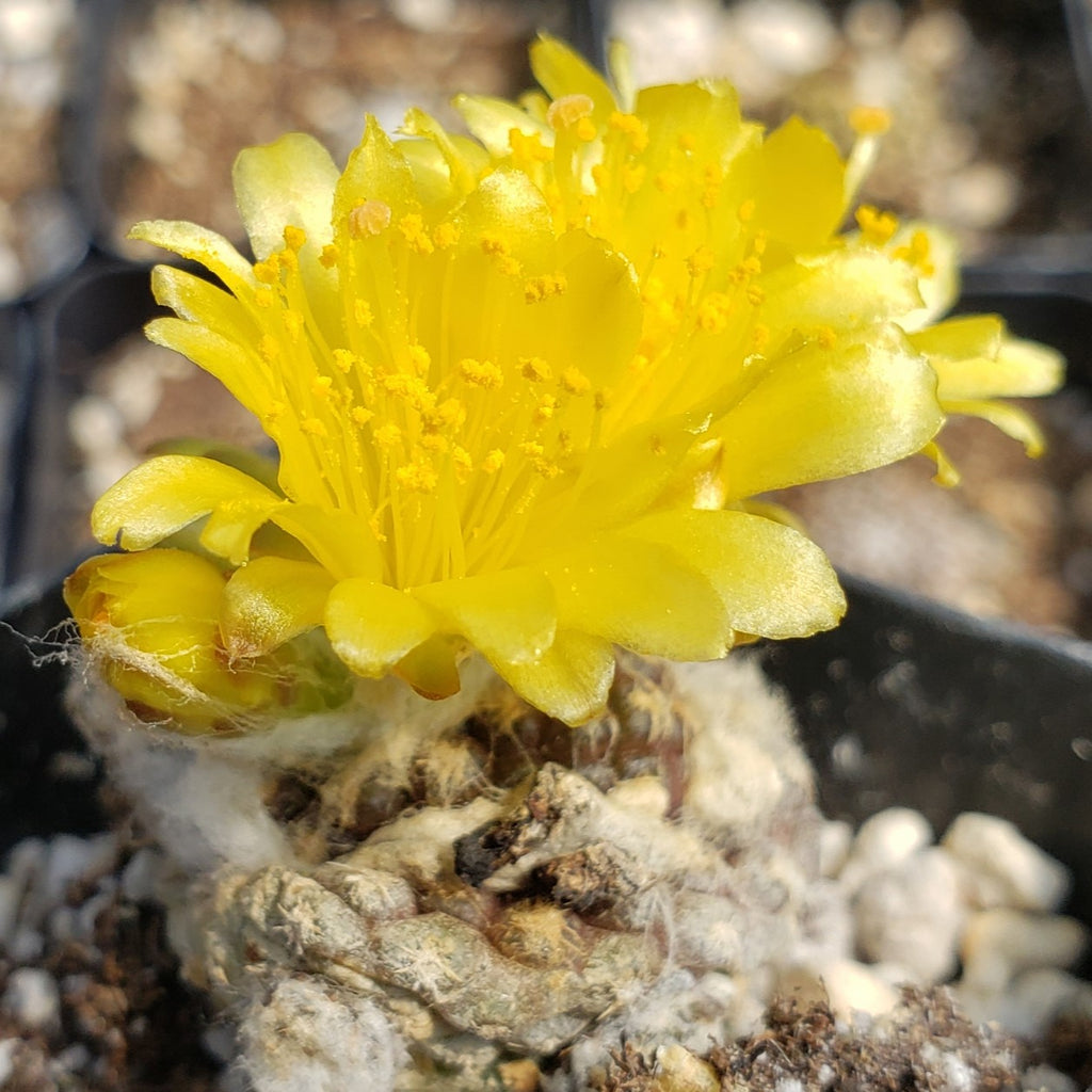 Copiapoa Laui