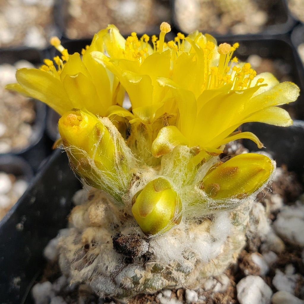 Copiapoa Laui