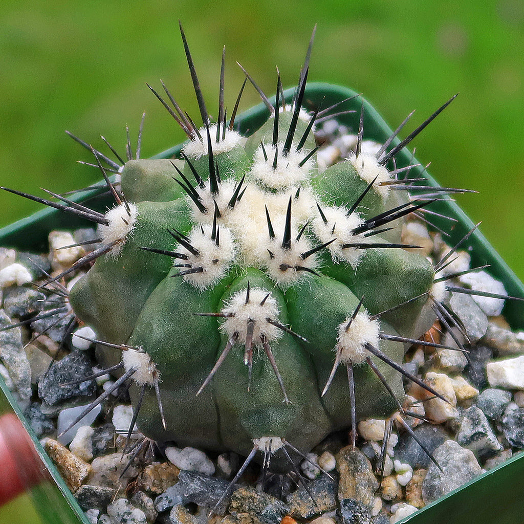 Copiapoa bridgesii
