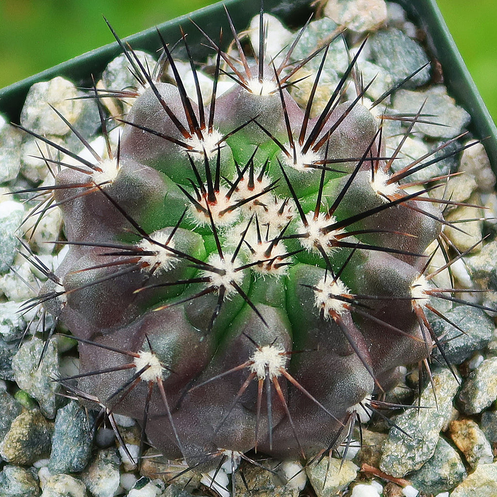 Copiapoa bridgesii