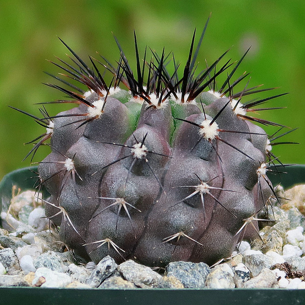 Copiapoa bridgesii