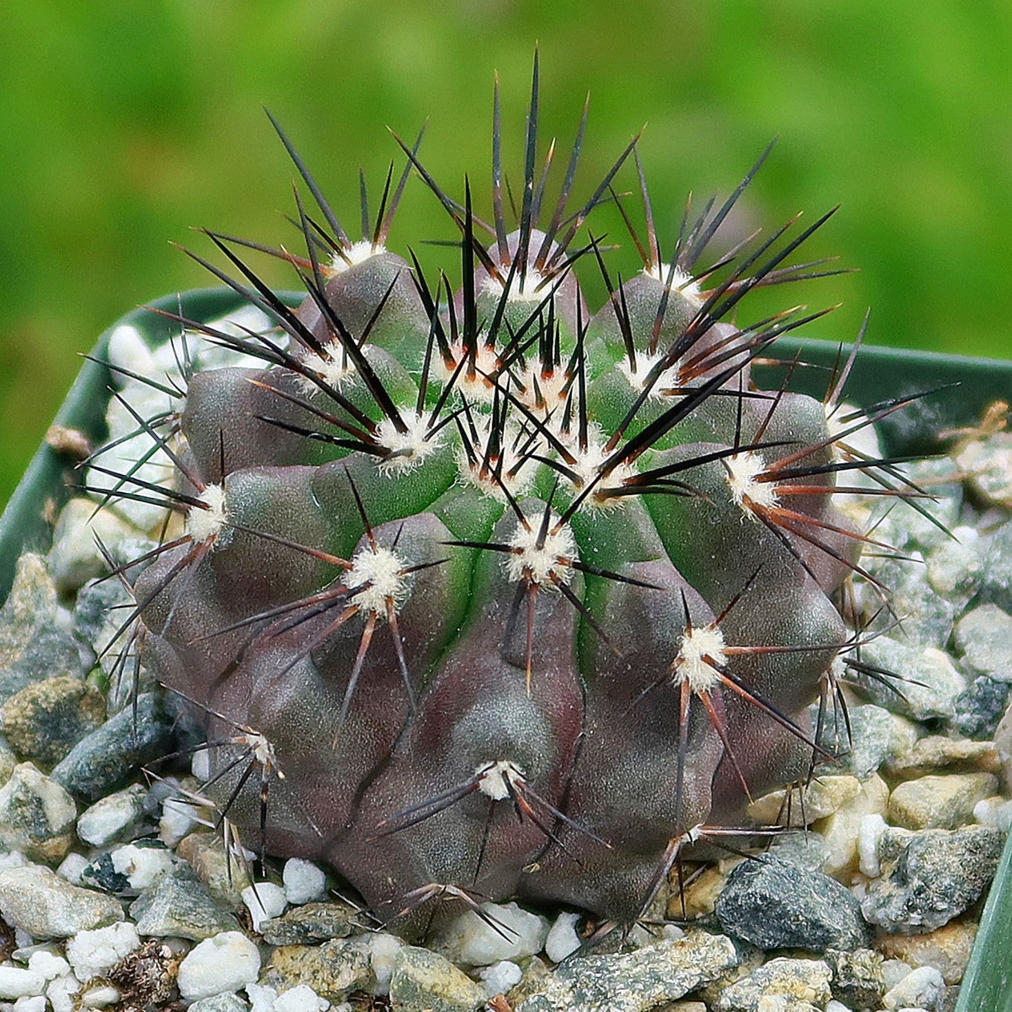 Copiapoa bridgesii