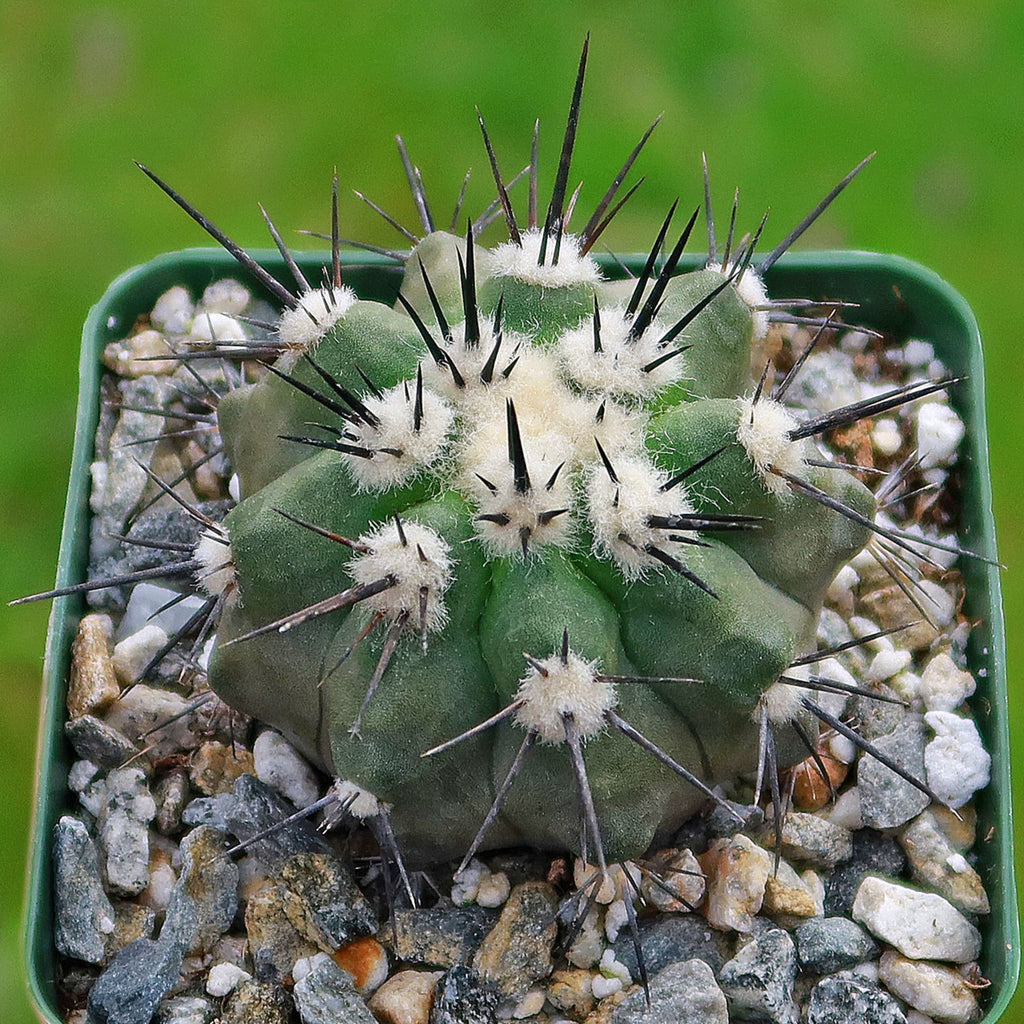 Copiapoa bridgesii