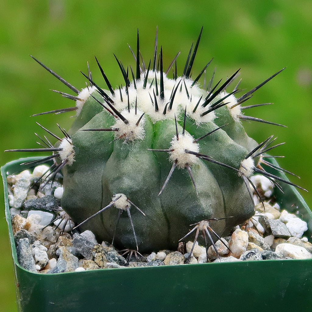 Copiapoa bridgesii