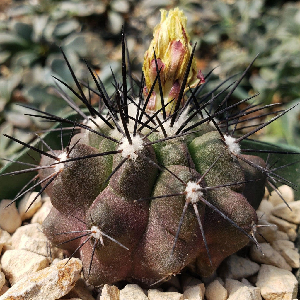 Copiapoa grandiflora