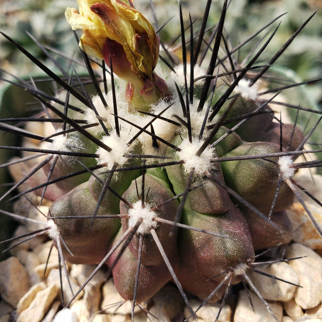 Copiapoa grandiflora