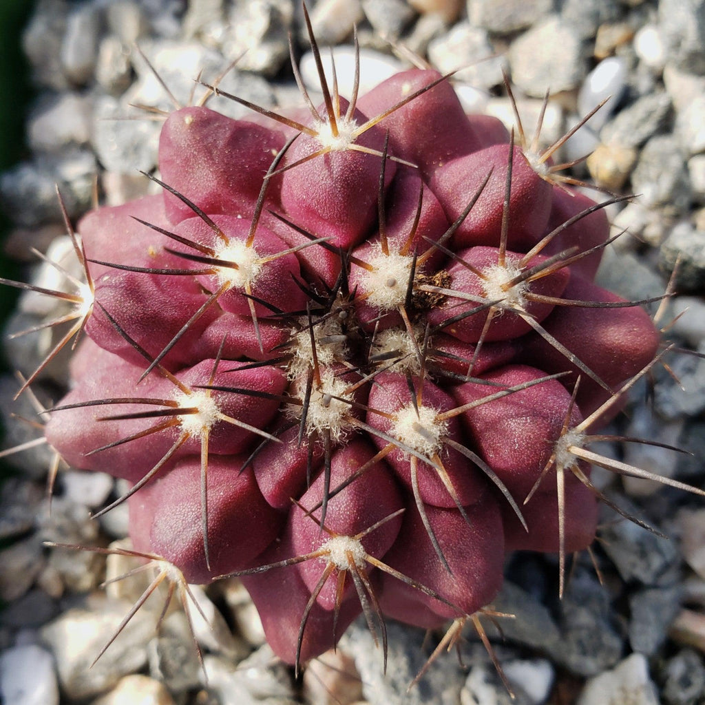 Copiapoa grandiflora