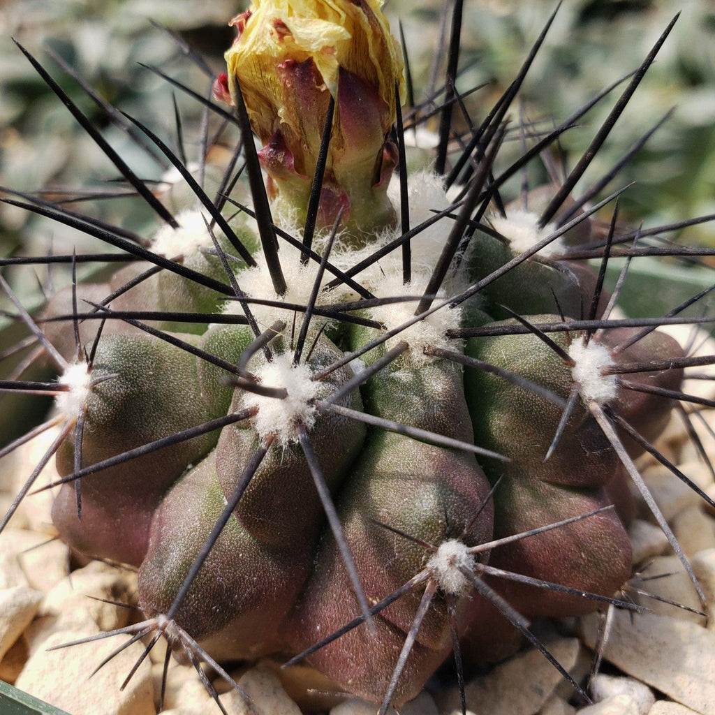 Copiapoa grandiflora