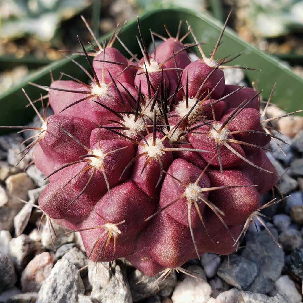 Copiapoa grandiflora