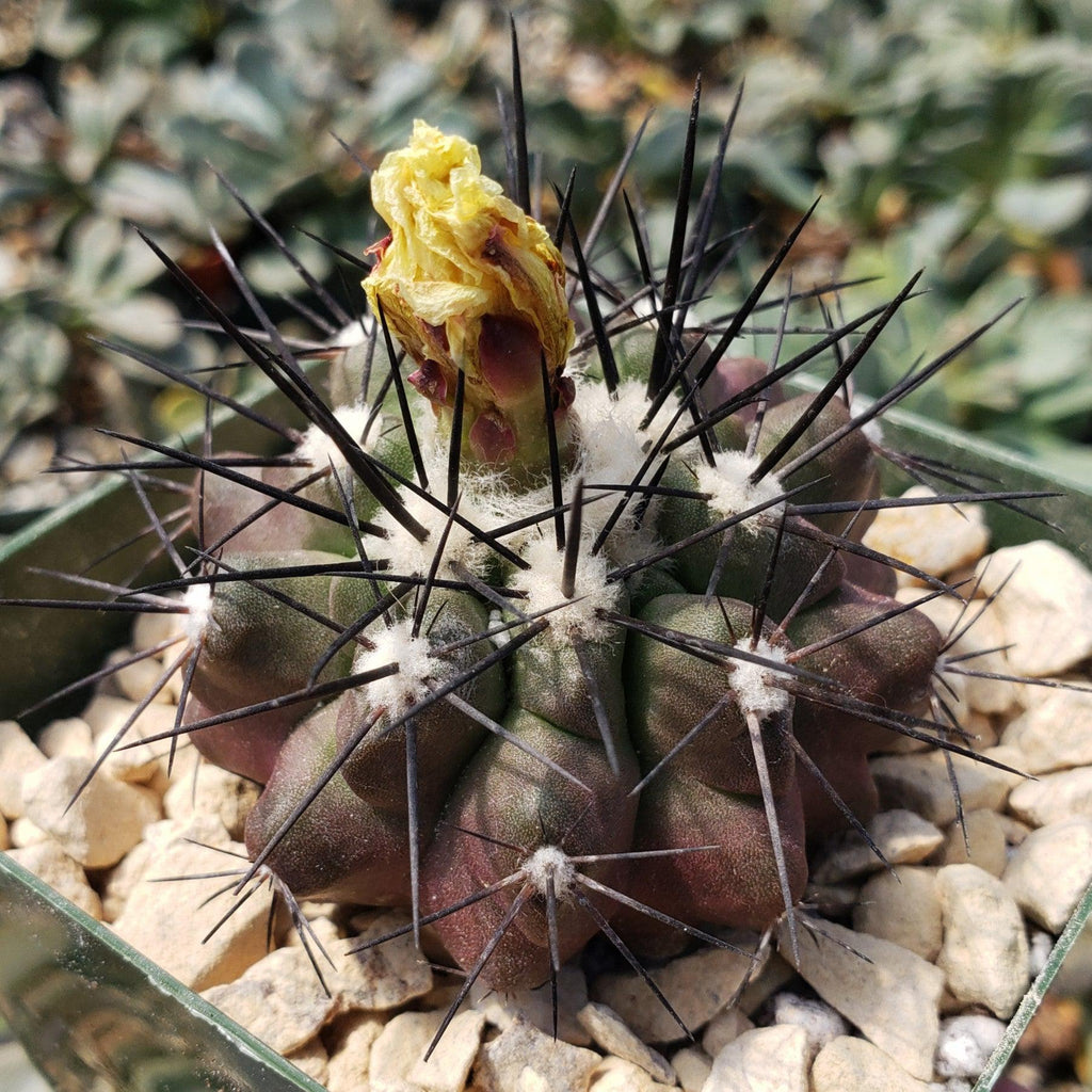 Copiapoa grandiflora