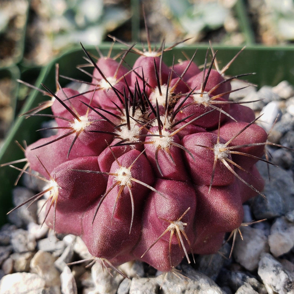 Copiapoa grandiflora