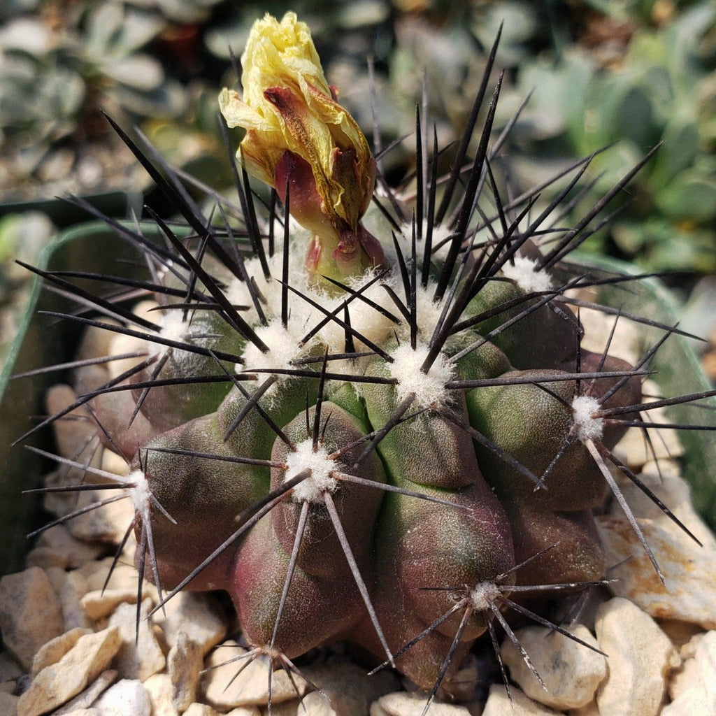 Copiapoa grandiflora