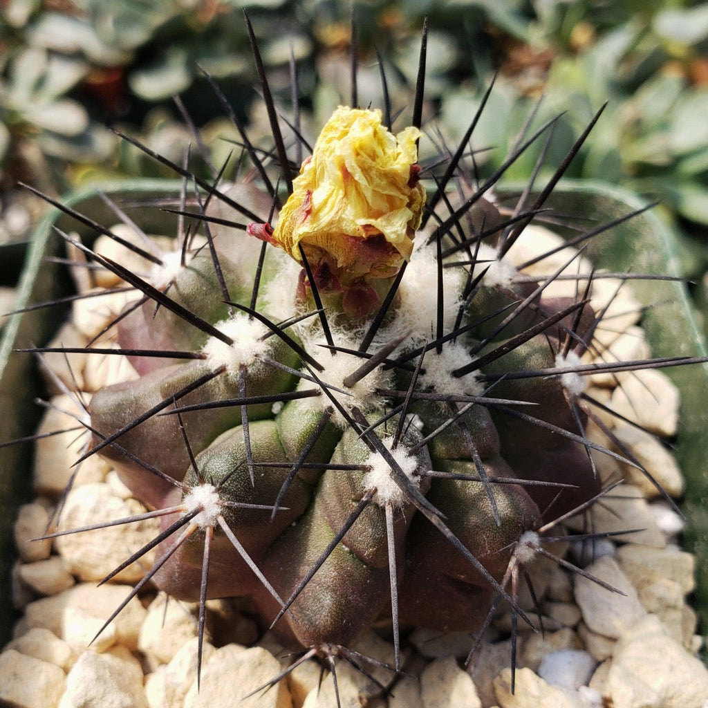 Copiapoa grandiflora