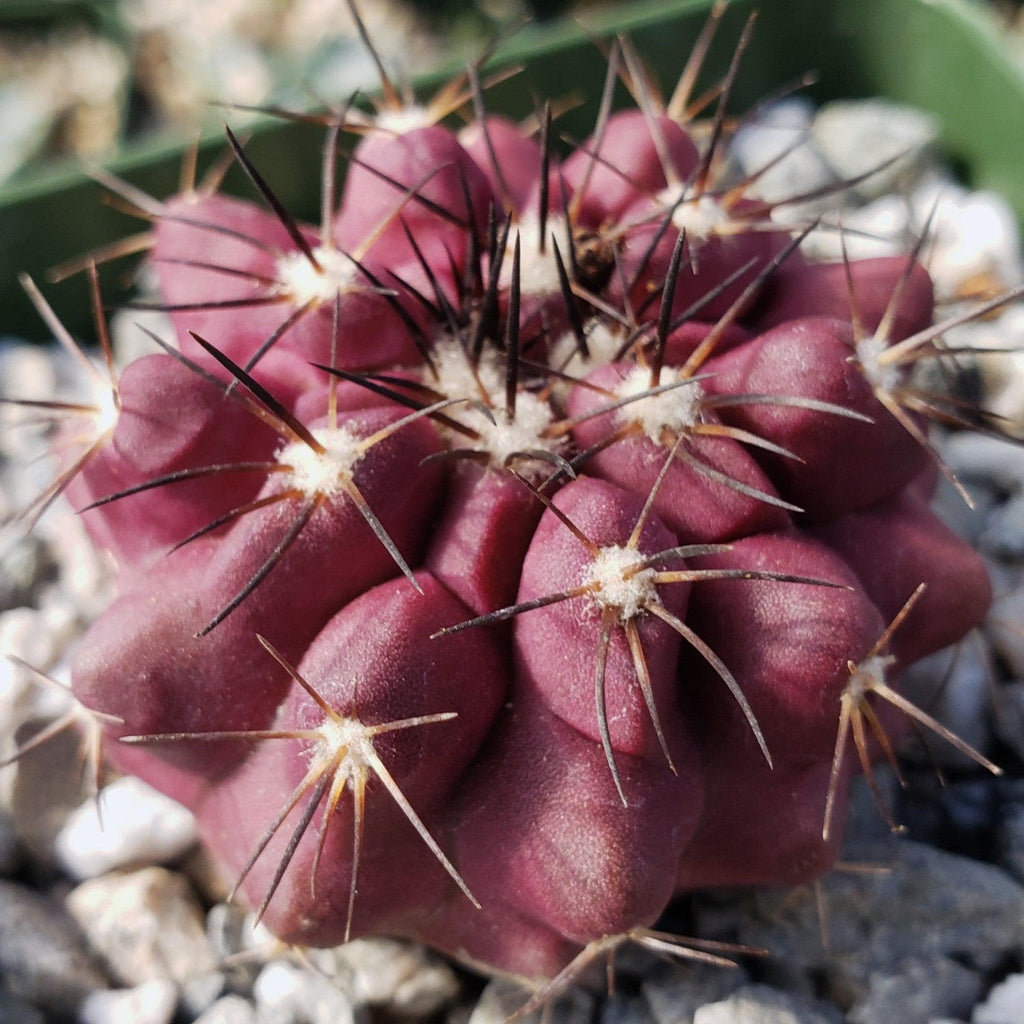 Copiapoa grandiflora