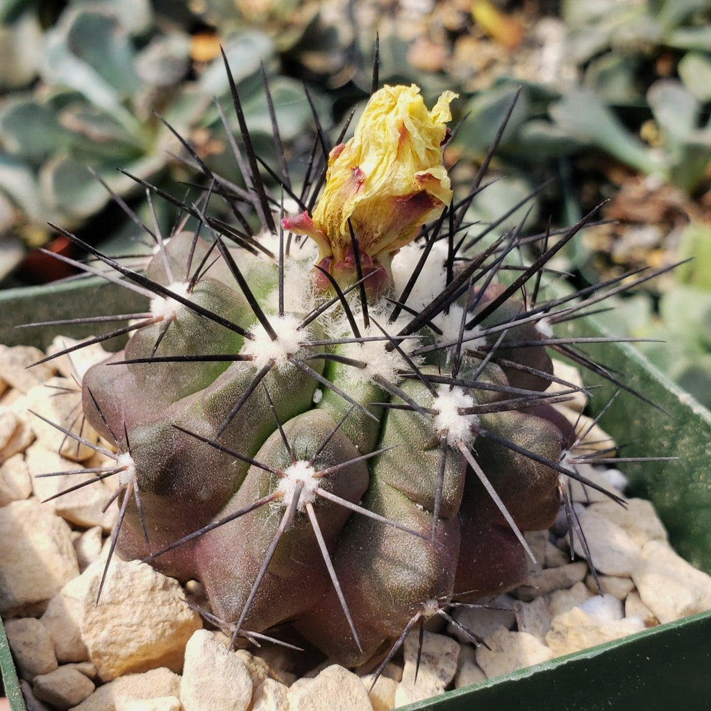 Copiapoa grandiflora