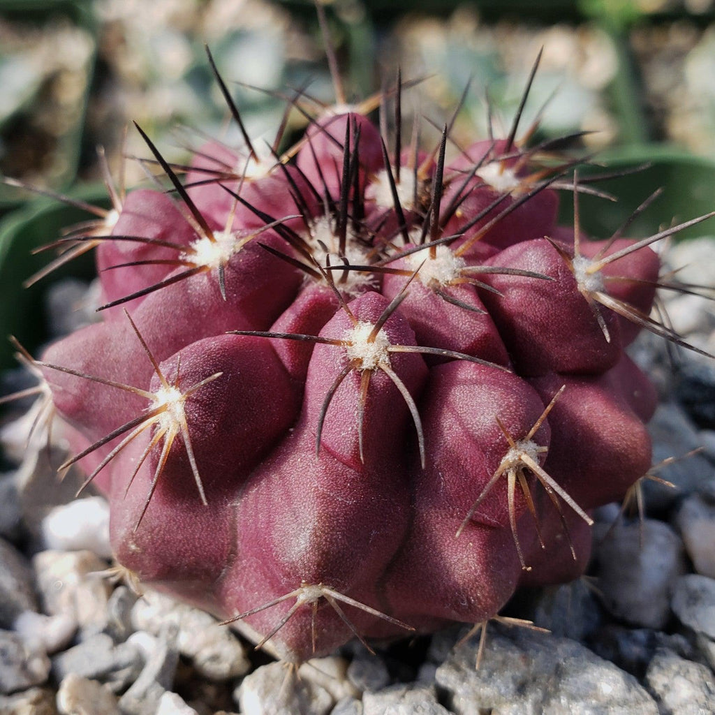 Copiapoa grandiflora