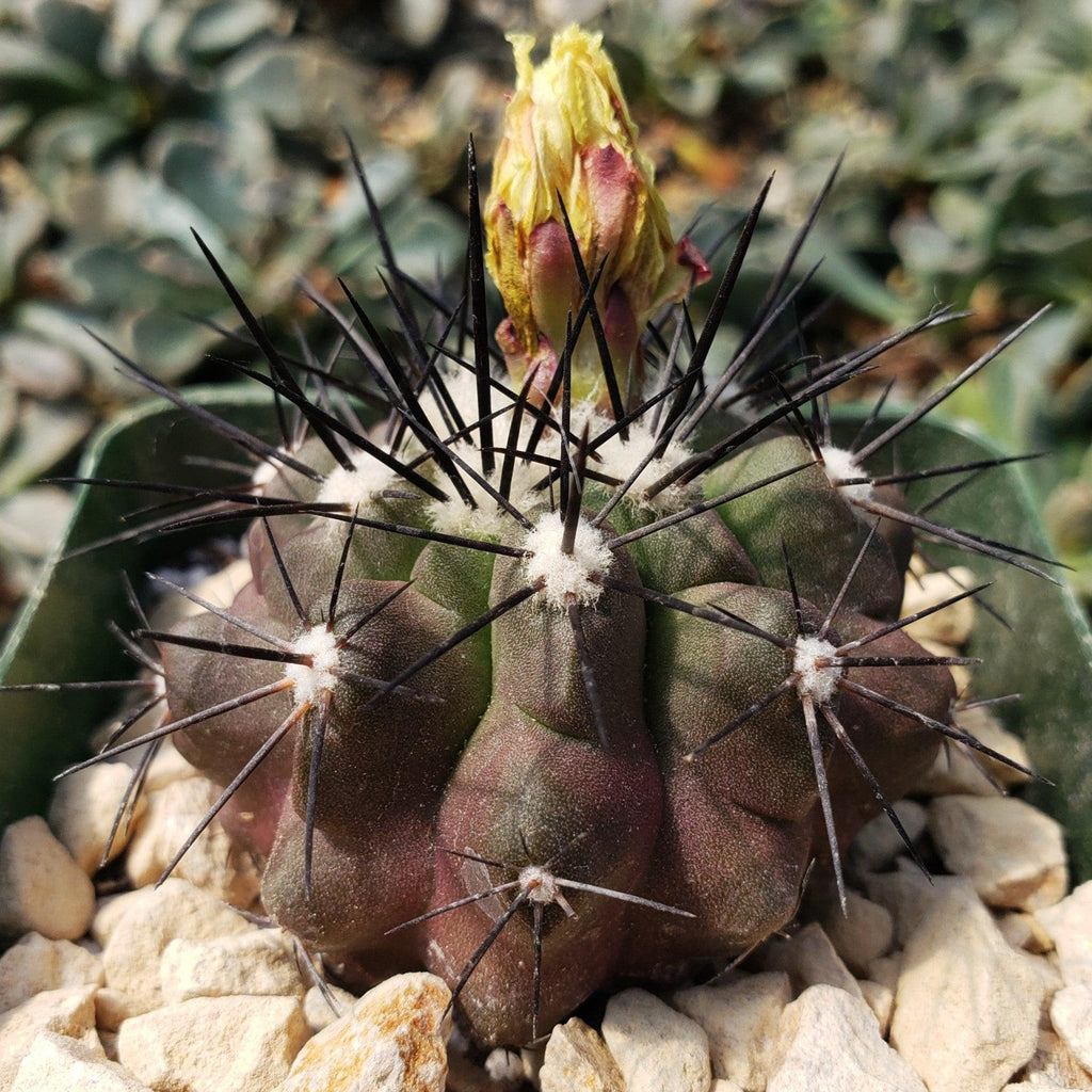 Copiapoa grandiflora