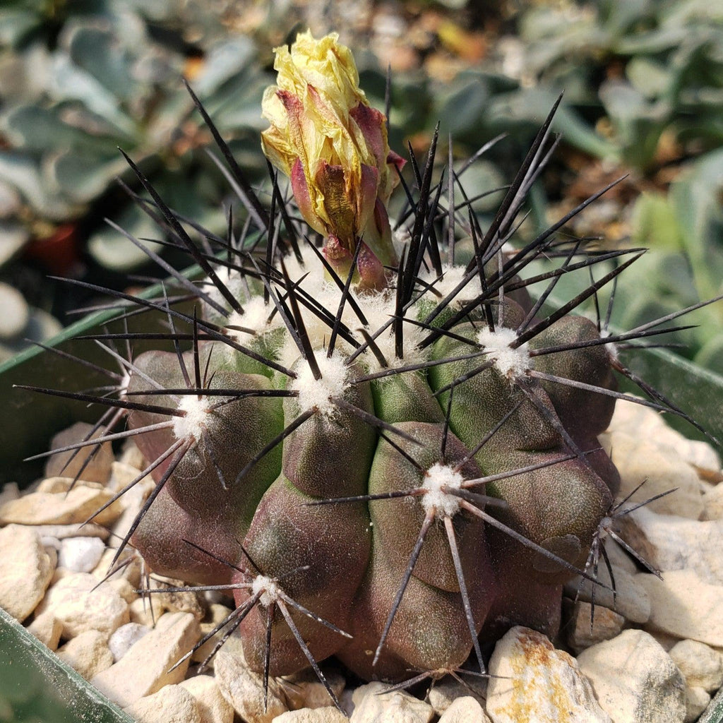 Copiapoa grandiflora
