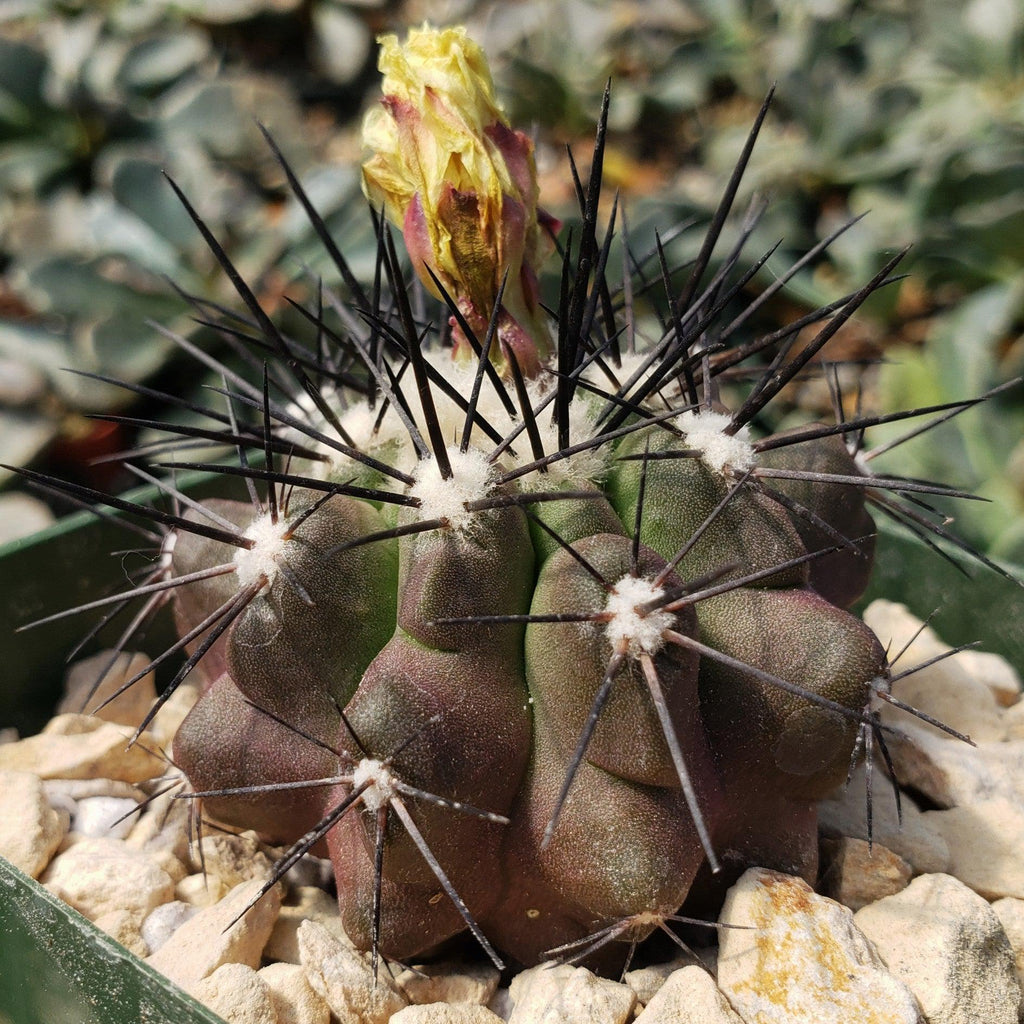 Copiapoa grandiflora