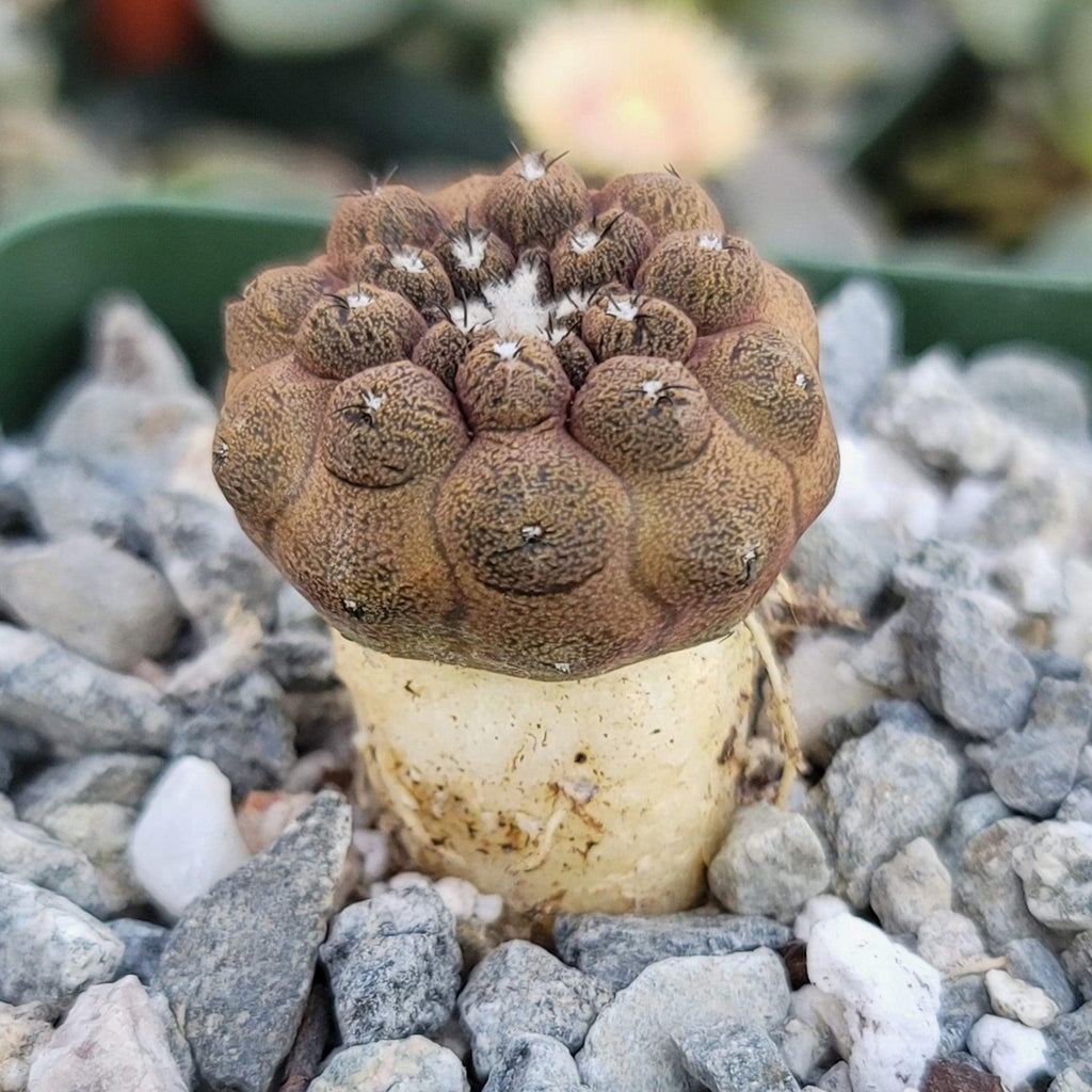 Copiapoa hypogaea &