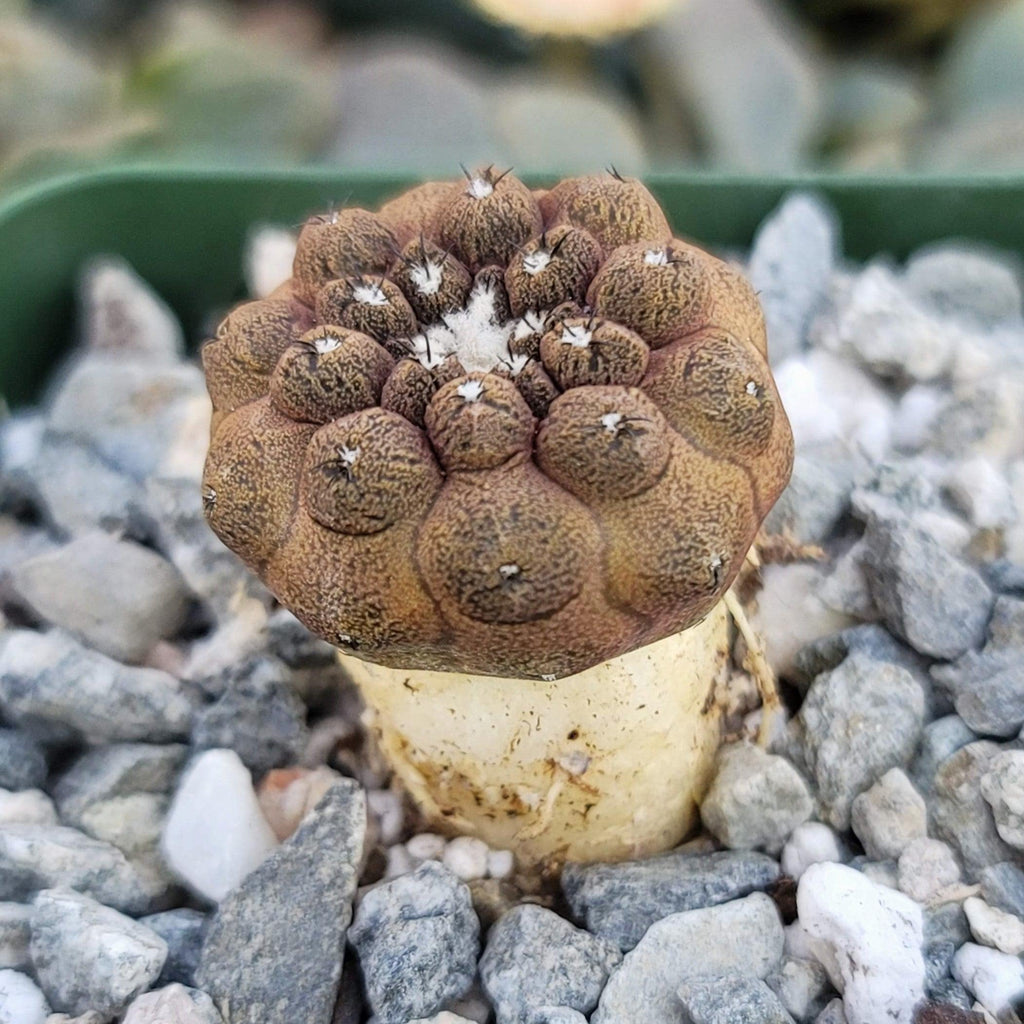 Copiapoa hypogaea &