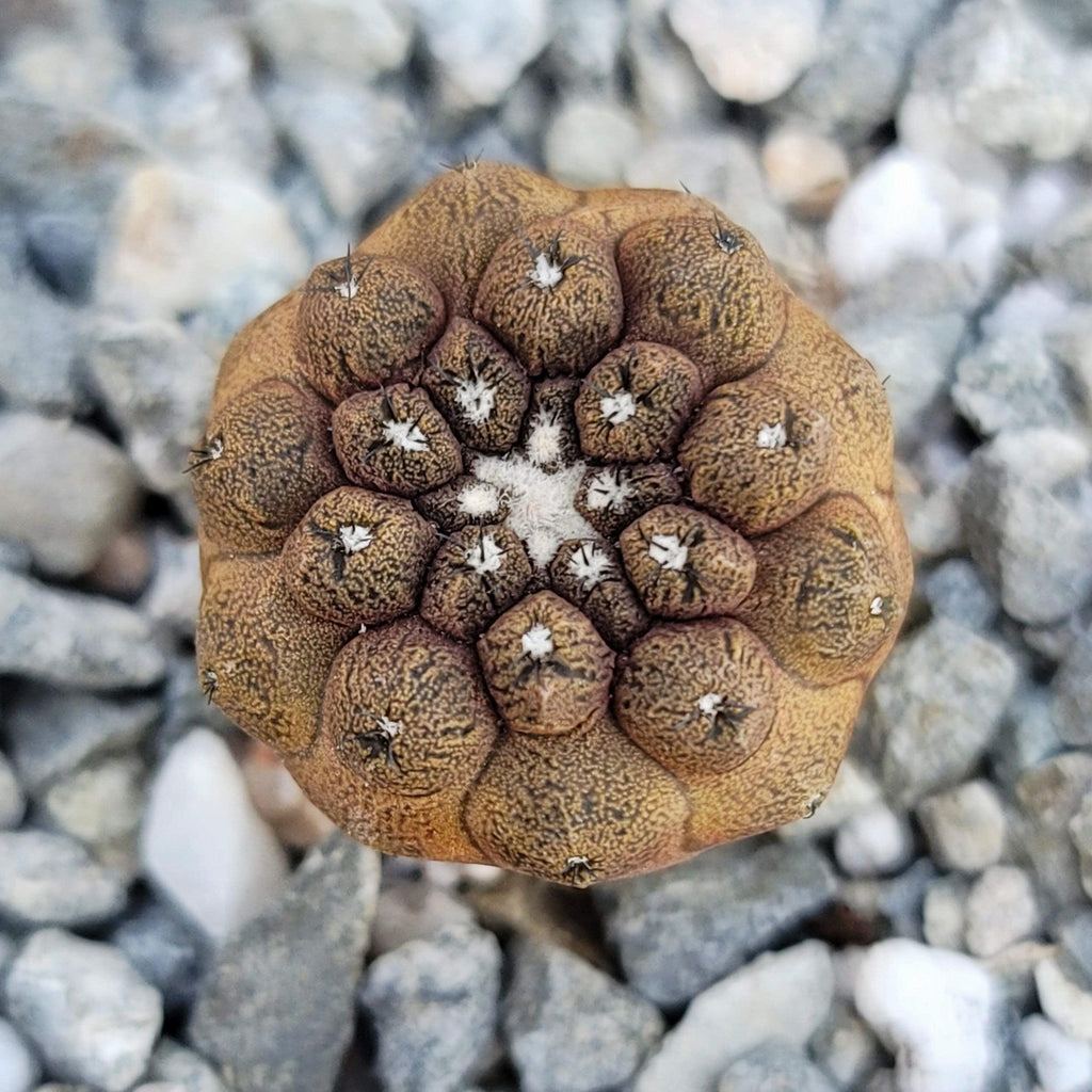Copiapoa hypogaea &