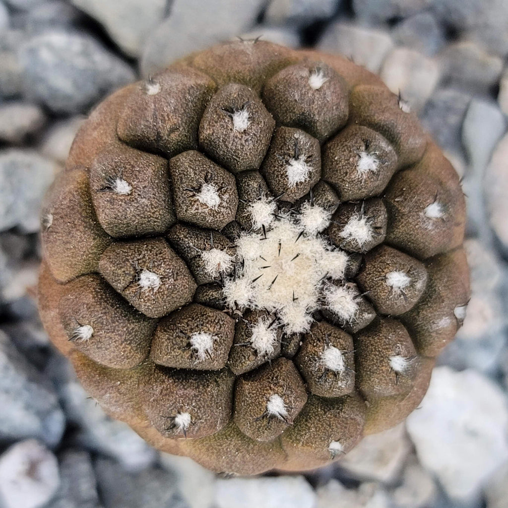 Copiapoa hypogaea &