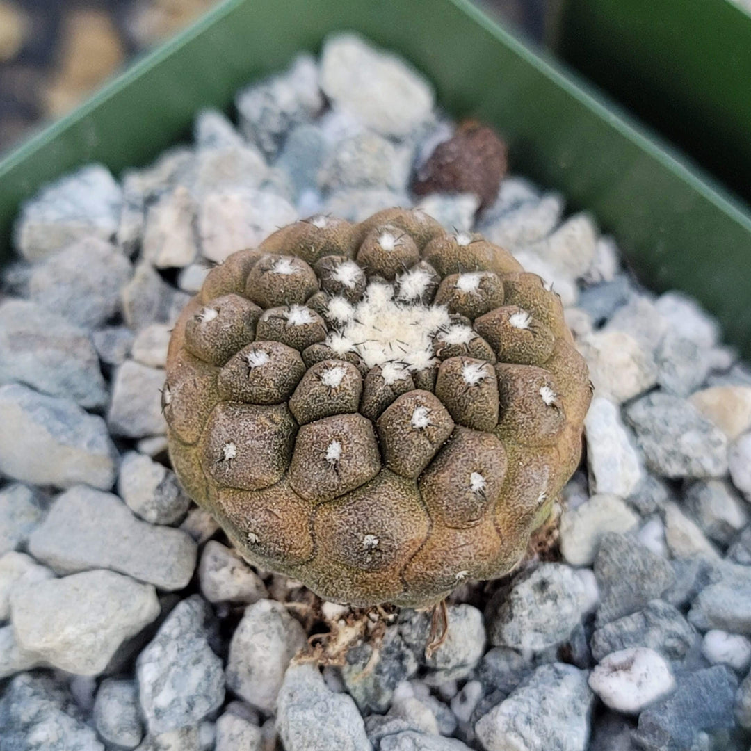 Buy Copiapoa Hypogaea cv. Lizard Skin Cactus Online | Planet Desert