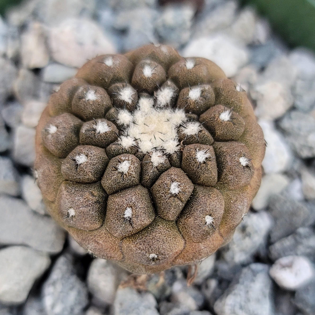Copiapoa hypogaea &