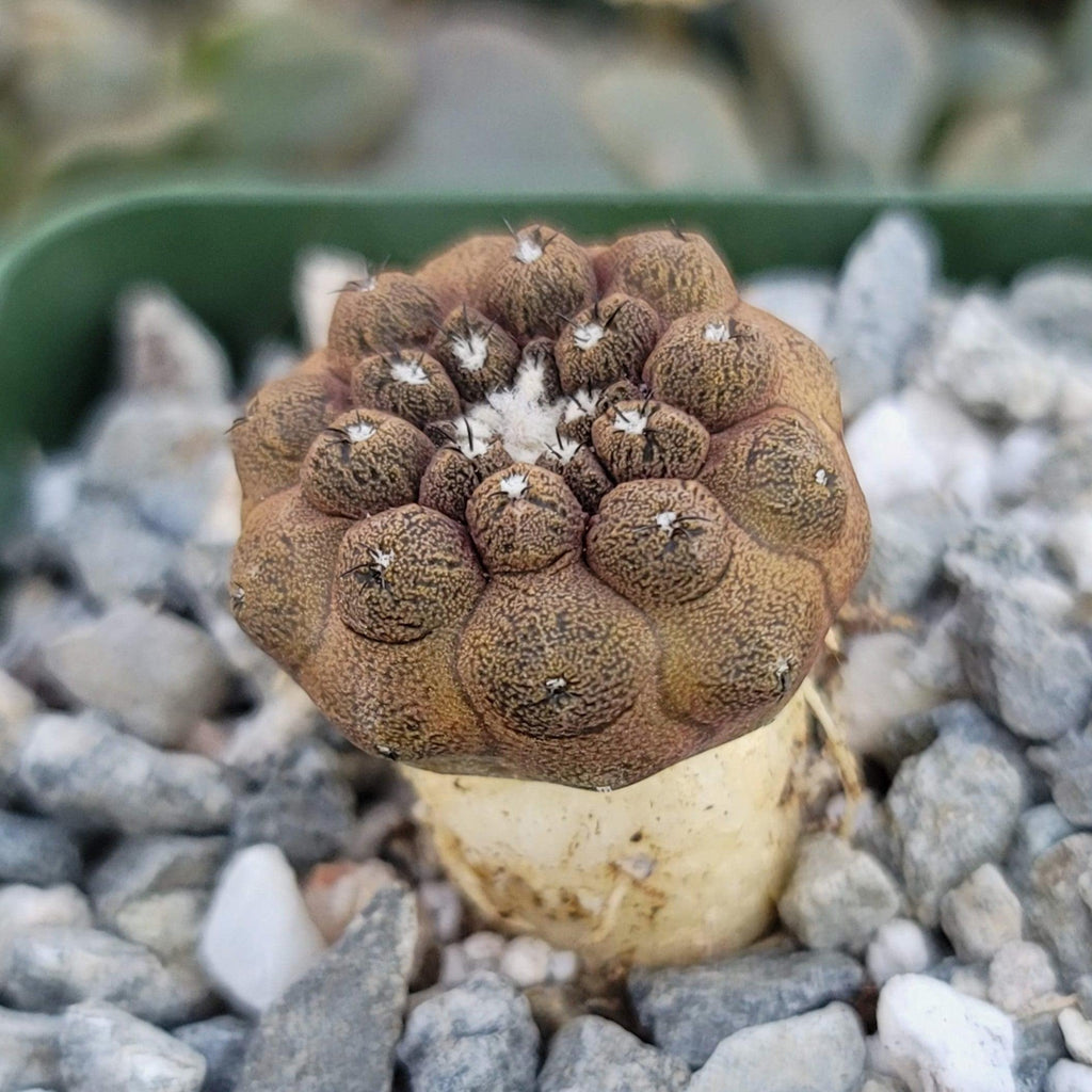 Copiapoa hypogaea &