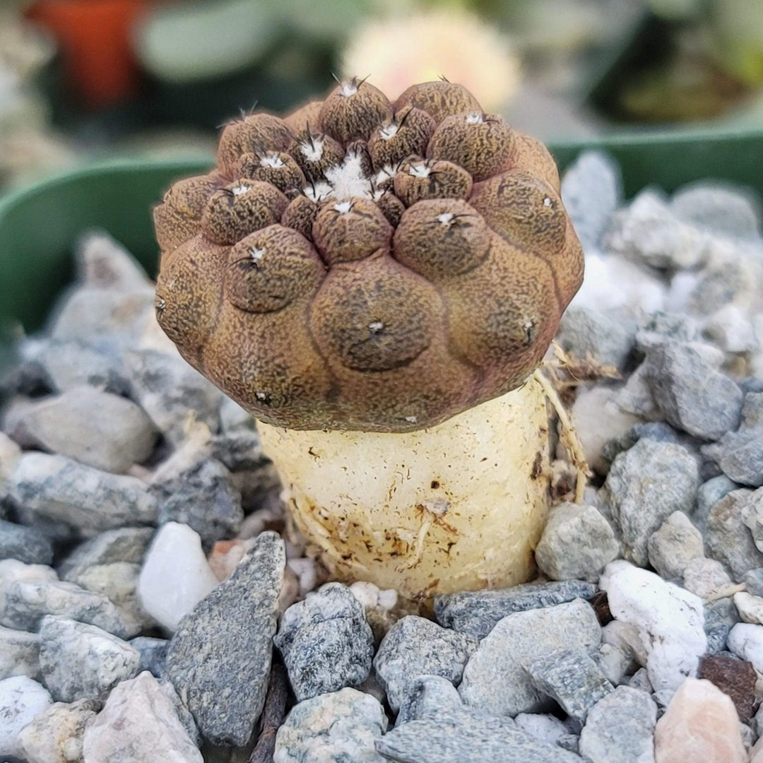 Buy Copiapoa Hypogaea cv. Lizard Skin Cactus Online | Planet Desert