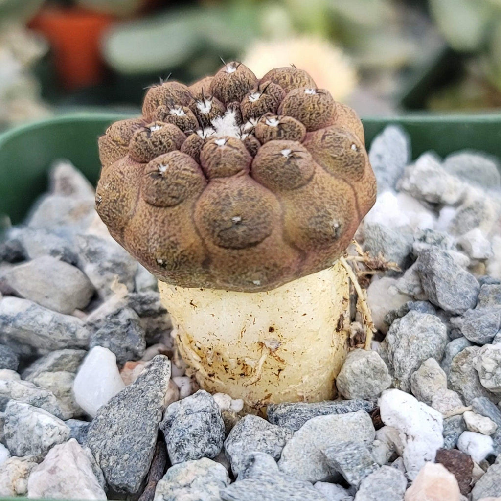 Copiapoa hypogaea &