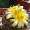 Copiapoa hypogaea barquitensis