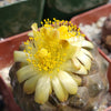 Copiapoa hypogaea barquitensis